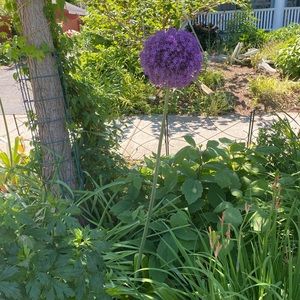 Meet your Posher, Lenore